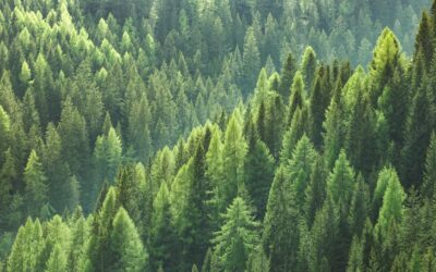 The Importance of Printing on FSC and Recycled Paper in your CSR Approach